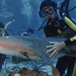 IV Campeonato de Fotografia submarina