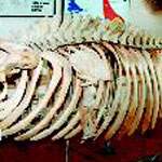 Exposicion de osamentas de cetaceos