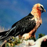 Fauna Iberica