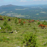 Voluntariado en defensa del monte