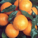 As laranxas mais laranxas de todalas laranxas