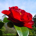 Exposicion de la camelia