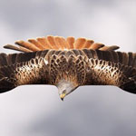 Wildlife. Fotografos de la Naturaleza 2010